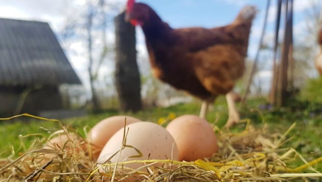 Ein gekochtes Ei schälen, das kann jeder. Auf TikTok stellen sich die User jetzt der "Challenge", rohe Eier zu schälen. Psychologisch trifft das einen Nerv. (Bild: stock.adobe.com)