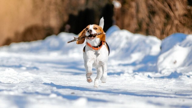 Unterwegs werfen viele Halter ihrem Hund einen Holzstock, den dieser dann apportieren soll. Ein Spiel, das dem Tier lebensgefährlich werden kann. (Bild: sushytska - stock.adobe.com)