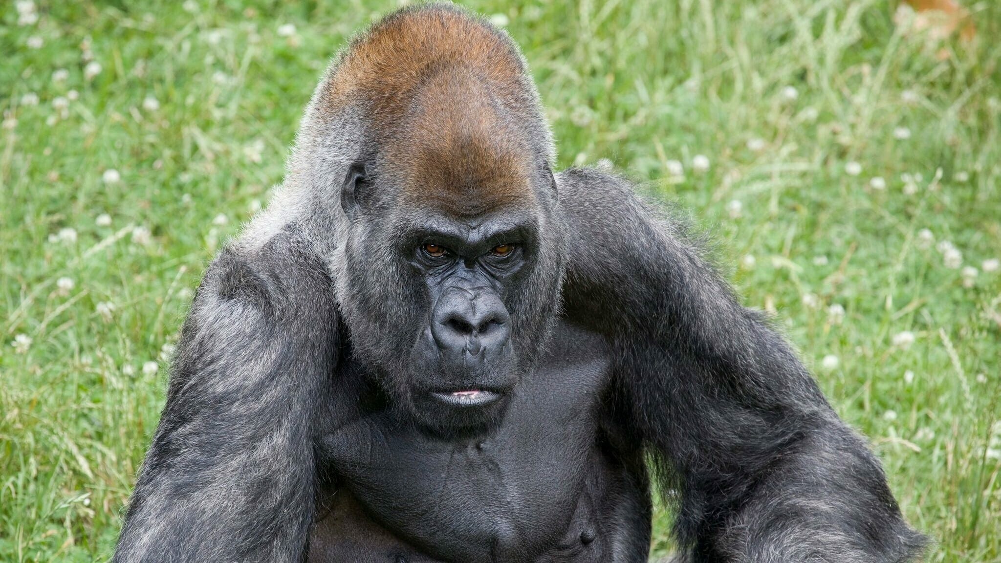 Gorilla Wilderei