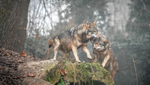 Geht es nach dem Land Tirol, soll der Schutzstatus des Wolfes rasch gesenkt werden. (Bild: Manfred Binder/SMP)