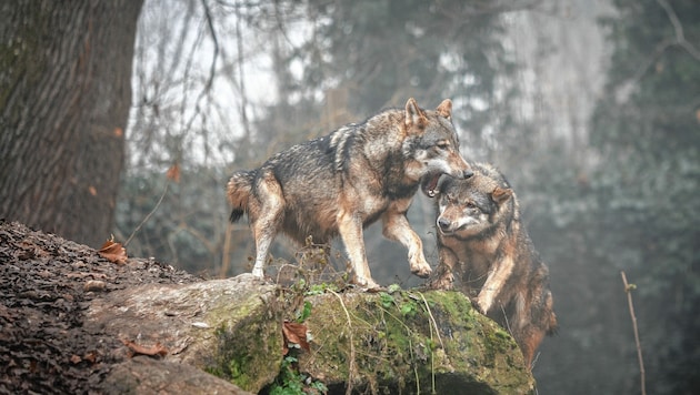 Ein Rosentaler soll Wölfe gehört haben. Das löste jetzt einen Polizeieinsatz aus (Symbolbild). (Bild: Manfred Binder/SMP)