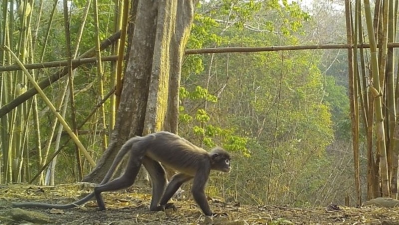 Der Popa-Nagur ist das einzige neu entdeckte Säugetier. (Bild: AP)