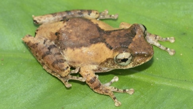 Auch der gekräuselte Laubfrosch war bisher unbekannt. (Bild: AP, Nguyen Van Tan)