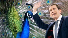 Ob er darüber lachen konnte? Sebastian Kurz erfuhr aus der Zeitung von seiner, laut Studie, Ähnlichkeit mit einem Pfau. (Bild: Krone KREATIV, APA/Georg Hochmuth, AFP)