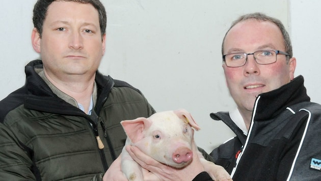Beklagen den Preisabsturz bei heimischem Schweinefleisch – Bauernbund-Direktor Nemecek (li.) und Landwirt Achleitner. (Bild: Crepaz Franz)