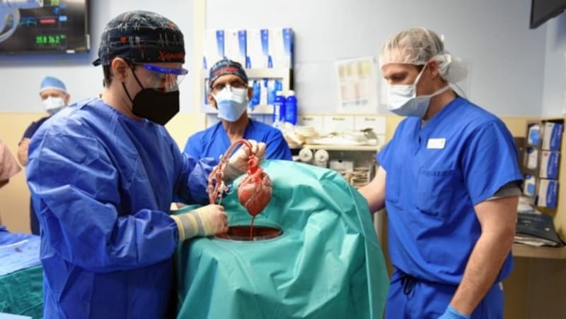 Die Ärzte der UniKlinik Maryland (USA) setzen dem schwer kranken David Bennett das Herz eines Paarhufers ein. (Bild: EPA)