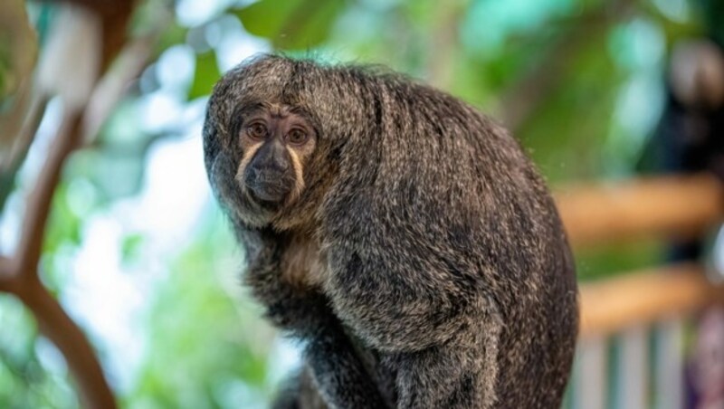 Weißkopfsaki-Dame „Gaby“ wohnte bisher in Schönbrunn, Ende letzten Jahres übersiedelte sie ins Haus des Meeres. (Bild: Dominik Moser)