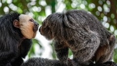 „Karl“ und „Gabi“ sind frisch verliebt und turteln sich durch ihren kleinen Dschungel. (Bild: Haus des Meeres / Dominik Moser)