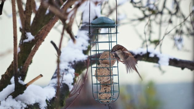 Das zusätzliche Nahrungsangebot von künstlich angelegten Futterstellen ist den Wintervögeln sehr willkommen. (Bild: Privat)