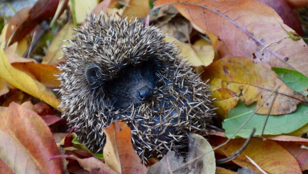 Der Igel muss bis März im Laubversteck Winterschlaf halten. (Bild: Charlotte Titz)