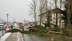 Die FF Aflenz Kurort hat mit ca. 15 Einsatzkräften einen Baum geborgen (Bild: FF Aflenz)