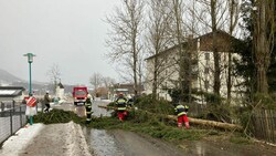 Die FF Aflenz Kurort hat mit ca. 15 Einsatzkräften einen Baum geborgen (Bild: FF Aflenz)