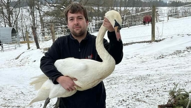 Gregor Finster mit dem verletzten Schwan (Bild: Tierhilfe Gusental)