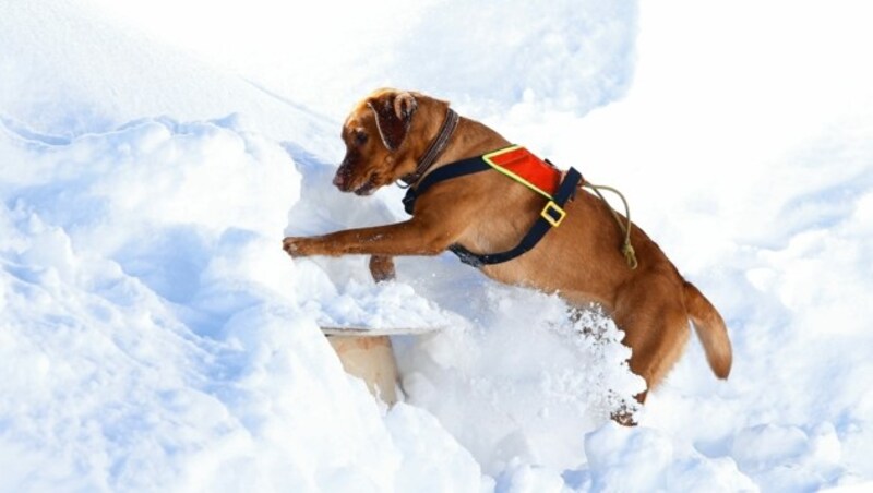 Altenmarkt, Zauchensee, Pongau, Salzburg, AUSTRIA, 26. JAN. 2022, Lawinensuchhunde, Ausbildung, Training, Übung, Bergretter, Bild zeigt. Labrador Amie in Aktion. 2 J Foto: GERHARD SCHIEL (Bild: GERHARD SCHIEL)