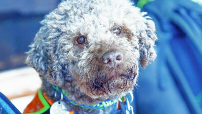 Altenmarkt, Zauchensee, Pongau, Salzburg, AUSTRIA, 26. JAN. 2022, Lawinensuchhunde, Ausbildung, Training, Übung, Bergretter, Bild zeigt. Sammy, Lagotto Romagnolo. Foto: GERHARD SCHIEL (Bild: GERHARD SCHIEL)