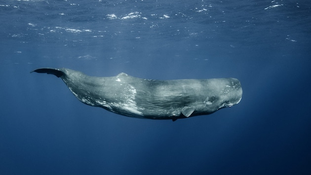 Sperm whale (Bild: Stanislav - stock.adobe.com)