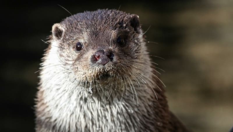 In ganz Kärnten gab es 2017 gezählte 361 Fischotter. (Bild: Tröster Andreas)