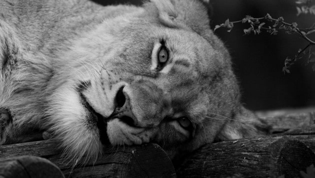 Löwen-Weibchen „Somali“ (Bild: Daniel Zupanc Fotografie)