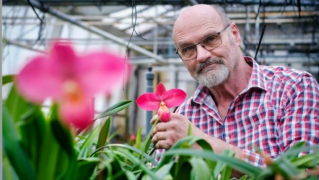 „Die Bestäubung der Orchideen wird mit der Hand gemacht“, schildert Alois Handlbauer, der seit 30 Jahren Orchideen kultiviert. (Bild: Horst Einöder)