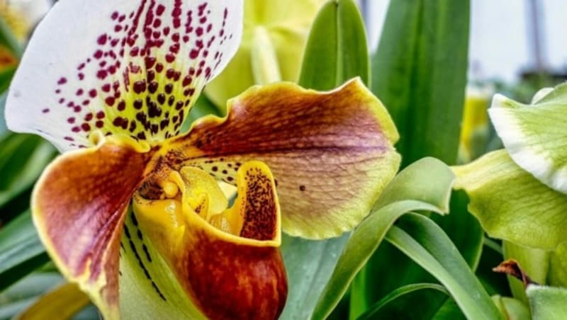 Eine prächtige Frauenschuh-Orchidee (Bild: Horst Einöder)