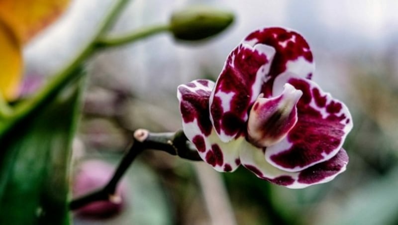 „Orchideen wachsen in der Natur auf Bäumen“, erklärt Alois Handlbauer. Er kultiviert besondere Farben und Blütenmuster bei Schmetterlingsorchideen. (Bild: Horst Einöder)