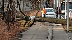 In der Süßenbrunner Straße wurden am Dienstag zehn Bäume abseits der abgesteckten Trasse gefällt. (Bild: privat)