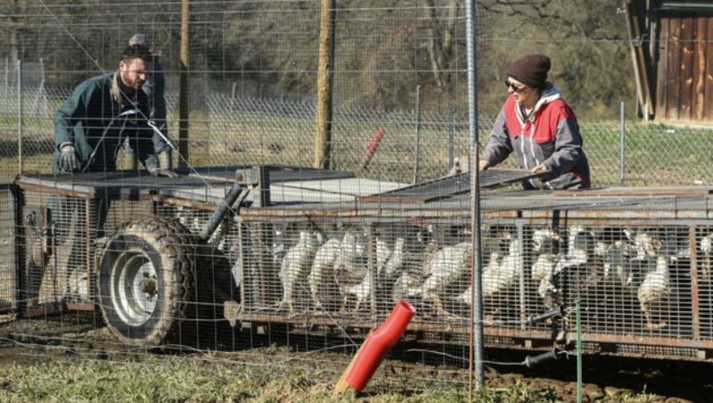 Auch in Frankreich kämpft man gegen die Vogelgrippe an. (Bild: GAIZKA IROZ / AFP)