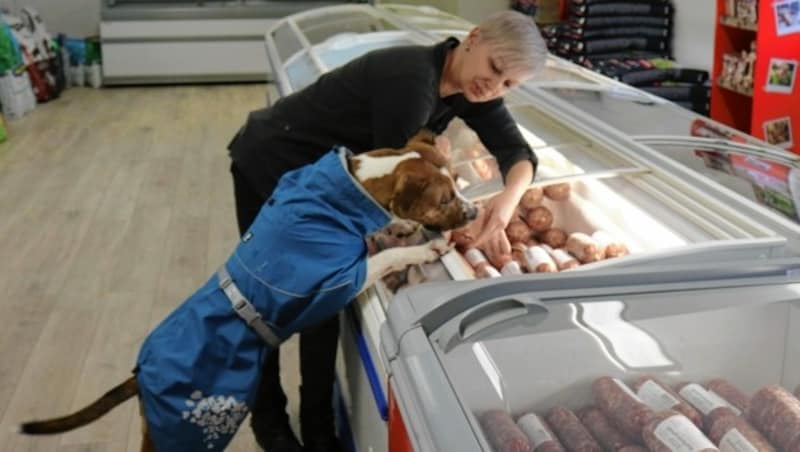 Hundetrainerin Jessica Kainz hat sich auch der artgerechten Hundeernährung verschrieben. Redaktionshund Dakota ist begeistert. (Bild: Fischer Claudia)