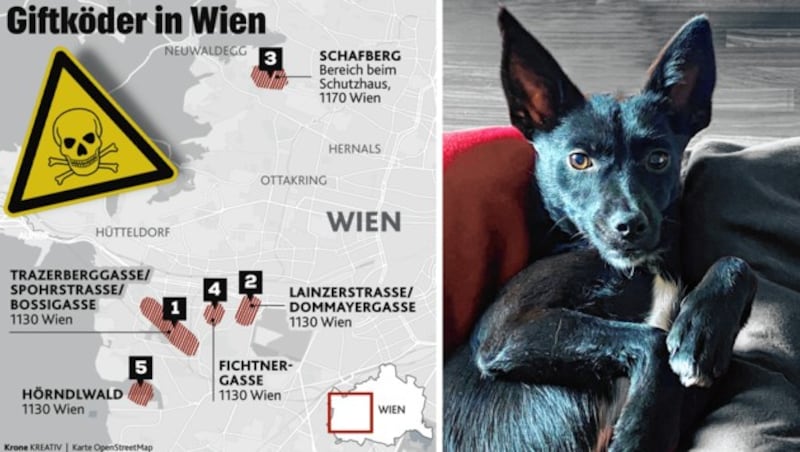 „Oona“ konnte gerade noch rechtzeitig gerettet werden. (Bild: zVg, KRONE Kreativ)