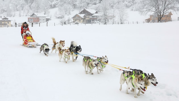 Kaum werden die Hunde an den Schlitten gespannt, können sie es nicht erwarten, durch die Winterlandschaft zu laufen (Bild: Gerhard Schiel)