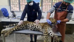 Der von den Dorfleuten getötete Leopard wurde einer Obduktion unterzogen. (Bild: APA/AFP/Sajjad QAYYUM)