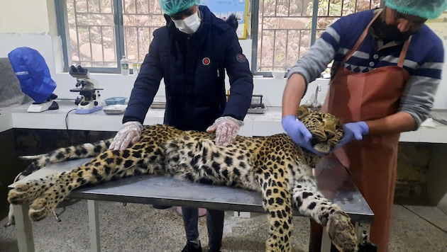 Der von den Dorfleuten getötete Leopard wurde einer Obduktion unterzogen. (Bild: APA/AFP/Sajjad QAYYUM)