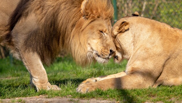 So schön kann Liebe sein: Hier die Löwen Eisi (li.) und Nala. (Bild: Gisela Brechenmacher)