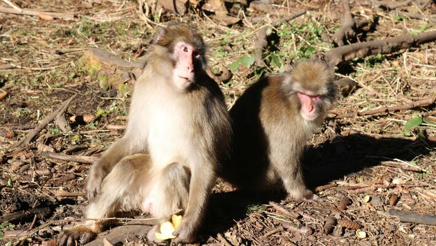 Trotz der Forschung können die Makaken ein affenwertes Leben führen. (Bild: Fischer Claudia)
