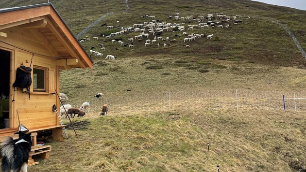 Tiere und Hirten verbrachten hier am Lader Heuberg die Nacht, die Hirtenhütte wurde extra errichtet. (Bild: Büro Alpe)