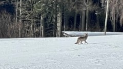 Nach dem Riss wurde der Wolf offenbar gestört, trabte davon. (Bild: Privat, zVg)