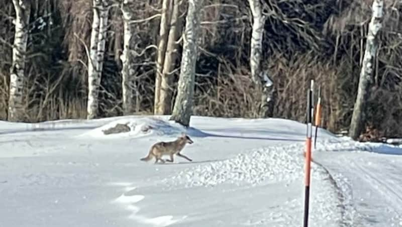 Am Waldrand stoppte Isegrim, ließ sich in der Sonne nieder. (Bild: Privat, zVg)