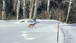 Der Wolf in Dorfstetten legt laut Experten ein natürliches Verhalten an den Tag. Unweit der Wohnhäuser wurde kürzlich eine Hirschkuh gerissen. (Bild: Privat, zVg)