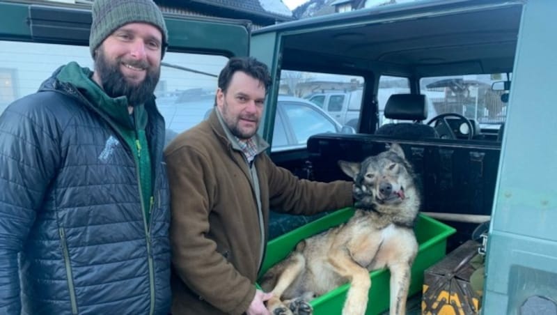 Der italienische Großraubwild-Experte Paolo Molinari mit Triglav-Nationalparkranger Jernej Legat und totem Wolf (Bild: zVg)