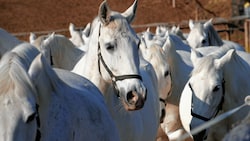 Lipizzaner in Piber (Bild: Juergen Radspieler)