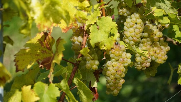 Sauvignon blanc und „Cuveé Kärnten“ werden etwa jedes Jahr aus den Trauben herausgebracht. (Bild: Pail Sepp)