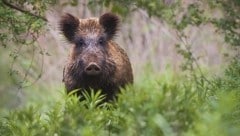 Die Begegnung mit einem Wildschwein ist keinesfalls ungefährlich, die Tiere können äußerst aggressiv werden. (Bild: Jakub Mrocek)