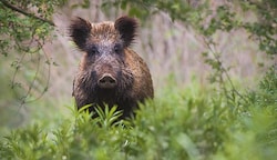 Die Afrikanische Schweinepest könnte für heimische Wildschweine zur Gefahr werden. (Bild: Jakub Mrocek)