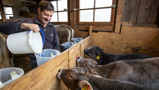 Immer mehr Kalb- und Rindfleisch aus Tirol landet auf heimischen Tellern. Tiertransporte nehmen somit ab. (Bild: AMT Tirol)