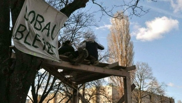 In Wien-Donaustadt haben Aktivisten einen Baum in der Quadenstraße besetzt und eine Plattform aus Holz darauf errichtet. (Bild: APA/SYSTEM CHANGE NOT CLIMATE CHANGE)