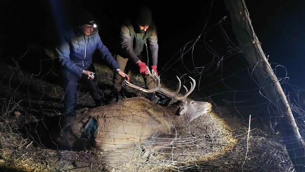 Der betäubte Hirsch konnte aus dem Maschendraht gerettet werden. (Bild: Privat)