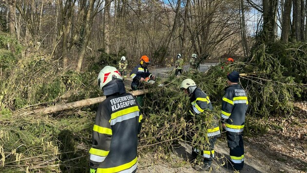 Sturmtief Antonia warf Bäume über Klagenfurter Straßen, die Berufsfeuerwehr und die Kollegen der FF St. Georgen am Sandhof standen im Einsatz (Bild: Berufsfeuerwehr)