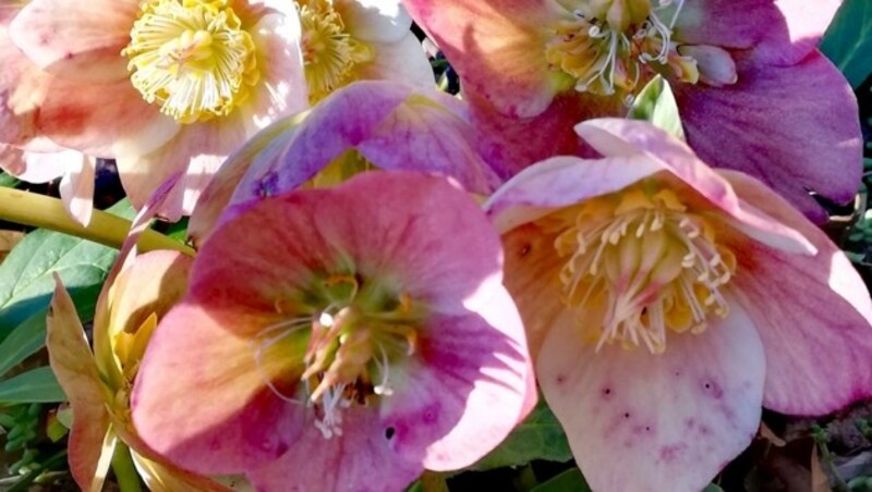 Es zeigen sich erste Arten von Frühlingsboten in der Landeshauptstadt. (Bild: Karin Eckkramer)