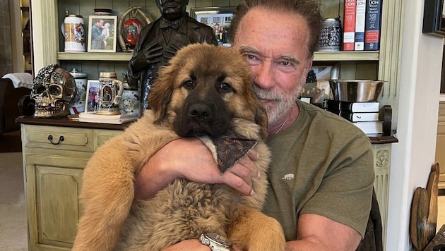 Arnold Schwarzenegger stellt sein neues, vierbeiniges Familienmitglied „Schnitzel“ seinen Fans vor. (Bild: instagram.com/schw)