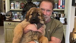 Arnold Schwarzenegger stellt sein neues, vierbeiniges Familienmitglied „Schnitzel“ seinen Fans vor. (Bild: instagram.com/schw)